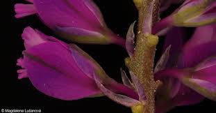 Attēlu rezultāti vaicājumam “Polygala comosa flower”