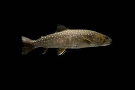 Image result for Salvelinus confluentus