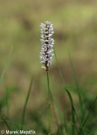 Attēlu rezultāti vaicājumam “Bistorta major fruit”