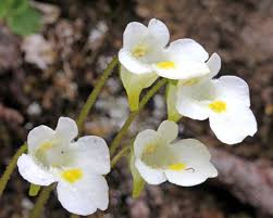 Attēlu rezultāti vaicājumam “Pinguicula alpina flower”