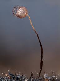 Attēlu rezultāti vaicājumam “Cribraria languescens macro”