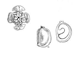 Attēlu rezultāti vaicājumam “Stuckenia filiformis flower”