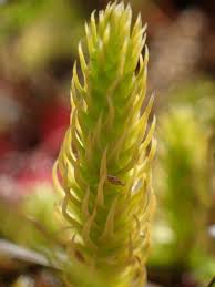 Attēlu rezultāti vaicājumam “Lycopodiella inundata”