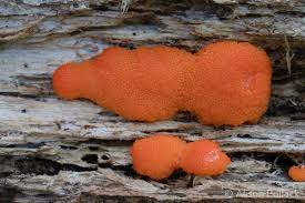 Attēlu rezultāti vaicājumam “Tubifera montana spores”