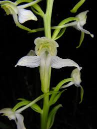 Attēlu rezultāti vaicājumam “Platanthera chlorantha flower”