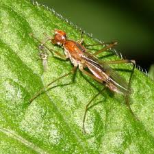 Attēlu rezultāti vaicājumam “Micropezidae”