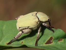 Attēlu rezultāti vaicājumam “Hoplia parvula imago”