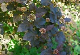 Attēlu rezultāti vaicājumam “Physocarpus opulifolius”