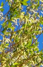 Attēlu rezultāti vaicājumam “Salix myrsinifolia male flower”