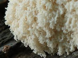 Attēlu rezultāti vaicājumam “Fuligo licentii macro”