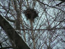 Attēlu rezultāti vaicājumam “Taphrina betulina”