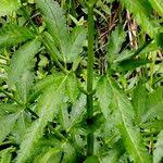 Attēlu rezultāti vaicājumam “Cicuta virosa leaf”