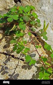 Attēlu rezultāti vaicājumam “Oxalis corniculata”