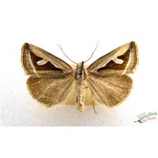 Attēlu rezultāti vaicājumam “Plusia festucae”