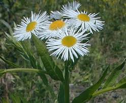 Attēlu rezultāti vaicājumam “Erigeron annuus”