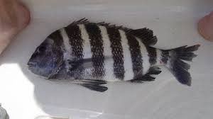 Image result for Archosargus probatocephalus