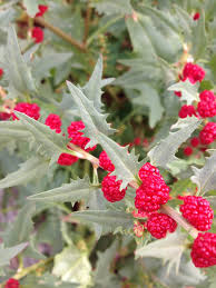 Attēlu rezultāti vaicājumam “Chenopodium foliosum fruit”