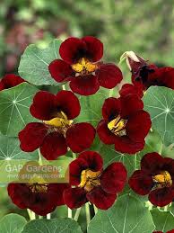 Image result for Tropaeolum minus