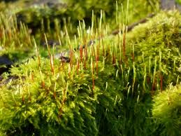 Attēlu rezultāti vaicājumam “Pylaisia polyantha”