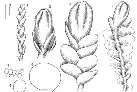 Attēlu rezultāti vaicājumam “Jungermannia sphaerocarpa”