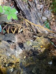 Attēlu rezultāti vaicājumam “Stemonitis fusca var. nigrescens stalked”