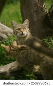 Attēlu rezultāti vaicājumam “Felis silvestris catus juvenile”
