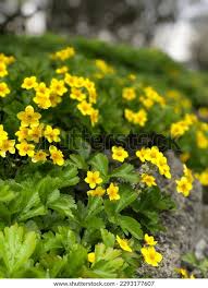 Attēlu rezultāti vaicājumam “Waldsteinia geoides flower”