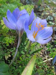 Attēlu rezultāti vaicājumam “Crocus speciosus”