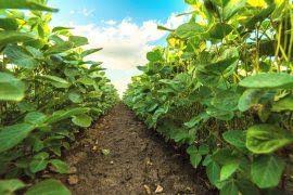 Attēlu rezultāti vaicājumam “Gymnocolea inflata”