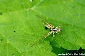 Attēlu rezultāti vaicājumam “Anyphaena accentuata”