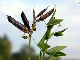 Attēlu rezultāti vaicājumam “Lathyrus pratensis leaf”