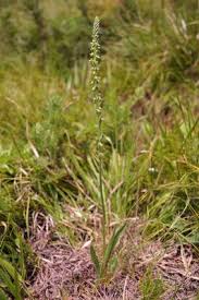 Attēlu rezultāti vaicājumam “Herminium monorchis fruit”