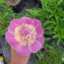 Attēlu rezultāti vaicājumam “Paeonia lactiflora”