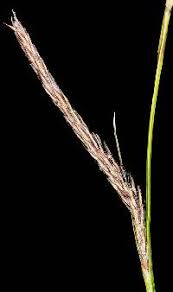 Attēlu rezultāti vaicājumam “Carex lasiocarpa male flower”