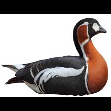 Attēlu rezultāti vaicājumam “Branta ruficollis adult”