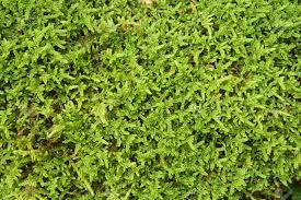 Attēlu rezultāti vaicājumam “Hypnum cupressiforme”