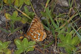 Attēlu rezultāti vaicājumam “Euphydryas maturna upperside”