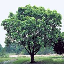 Attēlu rezultāti vaicājumam “Acer negundo”