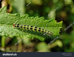 Attēlu rezultāti vaicājumam “Nolidae”