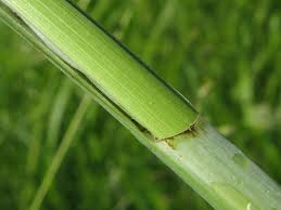 Attēlu rezultāti vaicājumam “Carex acuta”