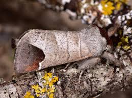 Attēlu rezultāti vaicājumam “Clostera curtula”