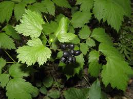Attēlu rezultāti vaicājumam “Actaea spicata fruit”