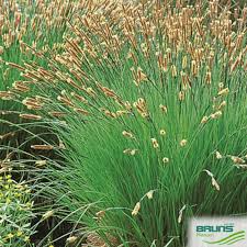 Attēlu rezultāti vaicājumam “Carex acuta leaf”