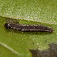 Attēlu rezultāti vaicājumam “Ortholepis betulae”