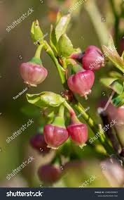 Attēlu rezultāti vaicājumam “Vaccinium myrtillus flower”
