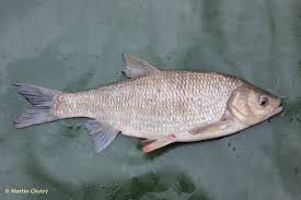 Image result for Leuciscus idus