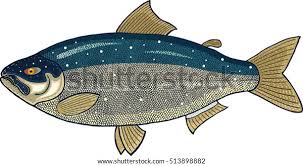 Image result for Oncorhynchus keta