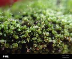 Attēlu rezultāti vaicājumam “Eurhynchiastrum pulchellum macro”