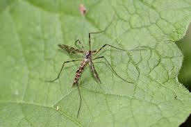 Attēlu rezultāti vaicājumam “Epiphragma ocellare”