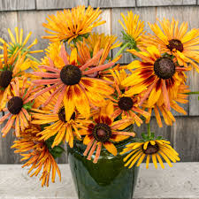 Image result for Rudbeckia